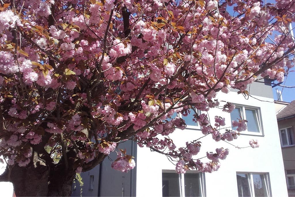 1 bedroom with open-plan kitchen flat to rent, 43 m², Sládkova, Hradec Králové, Královéhradecký Region 1 bedroom with open-plan kitchen flat to rent, 43 m², Sládkova, Hradec Králové, Královéhradecký Region