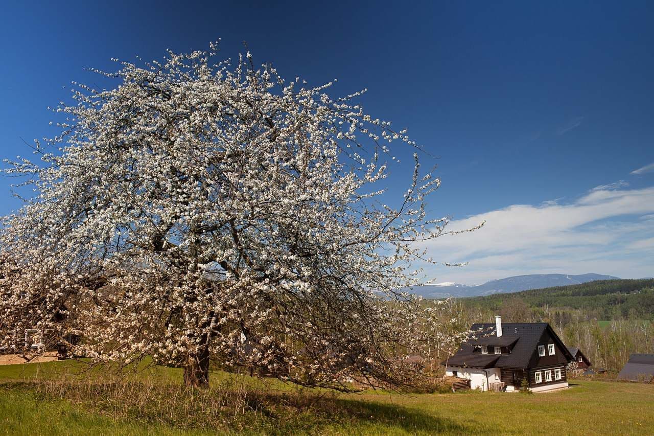 recreational property to rent, 0 m², Horní Brusnice, Královéhradecký Region recreational property to rent, 0 m², Horní Brusnice, Královéhradecký Region