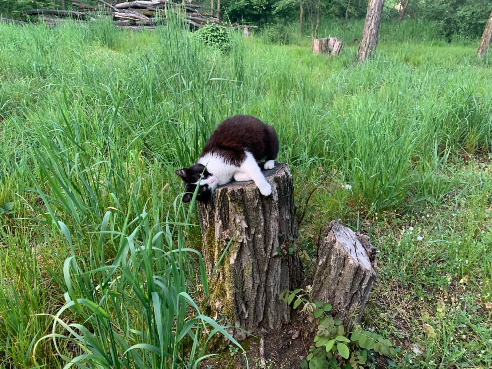 plot for sale, 2,112 m², Nebovidy, Jihomoravský Region plot for sale, 2,112 m², Nebovidy, Jihomoravský Region