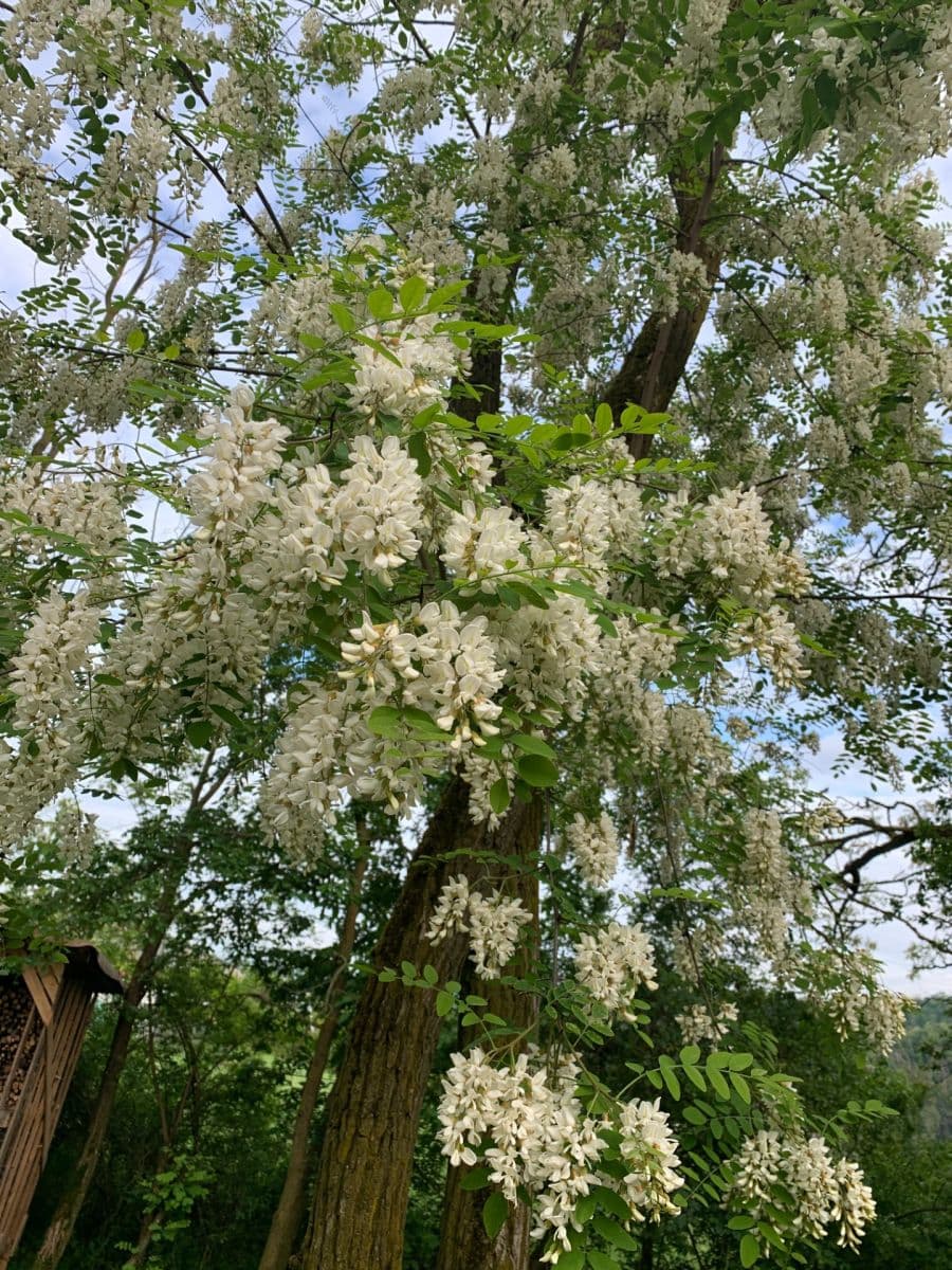 plot for sale, 2,112 m², Nebovidy, Jihomoravský Region plot for sale, 2,112 m², Nebovidy, Jihomoravský Region