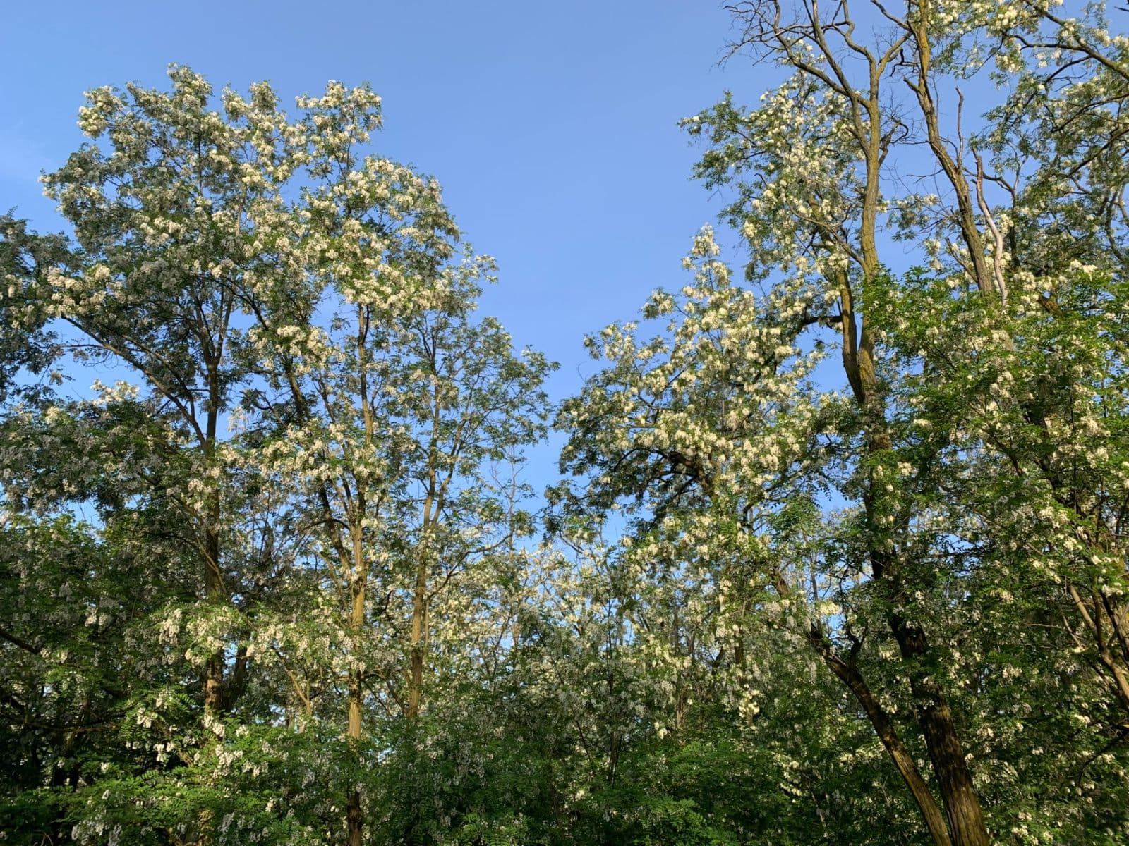 plot for sale, 2,112 m², Nebovidy, Jihomoravský Region plot for sale, 2,112 m², Nebovidy, Jihomoravský Region