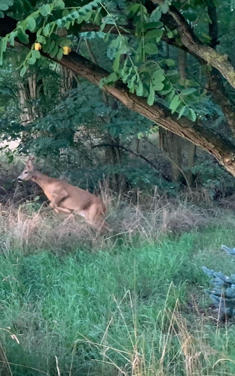 plot for sale, 2,112 m², Nebovidy, Jihomoravský Region plot for sale, 2,112 m², Nebovidy, Jihomoravský Region