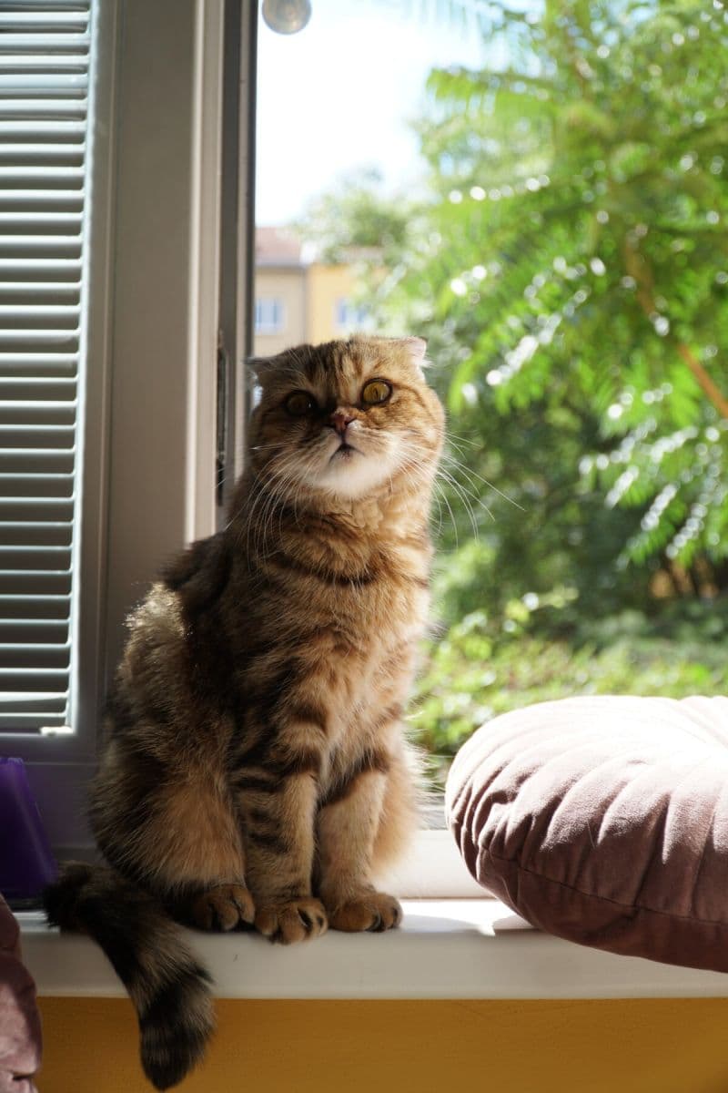 flat to rent, 16 m², Biskupcova, Prague, Prague flat to rent, 16 m², Biskupcova, Prague, Prague