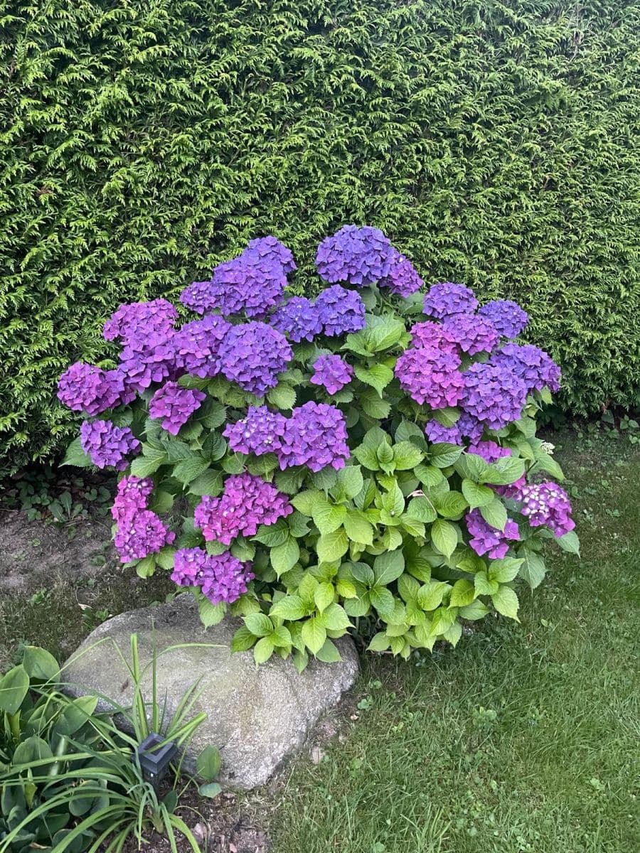 recreational property for sale, 831 m², Borotín, Jihočeský Region recreational property for sale, 831 m², Borotín, Jihočeský Region