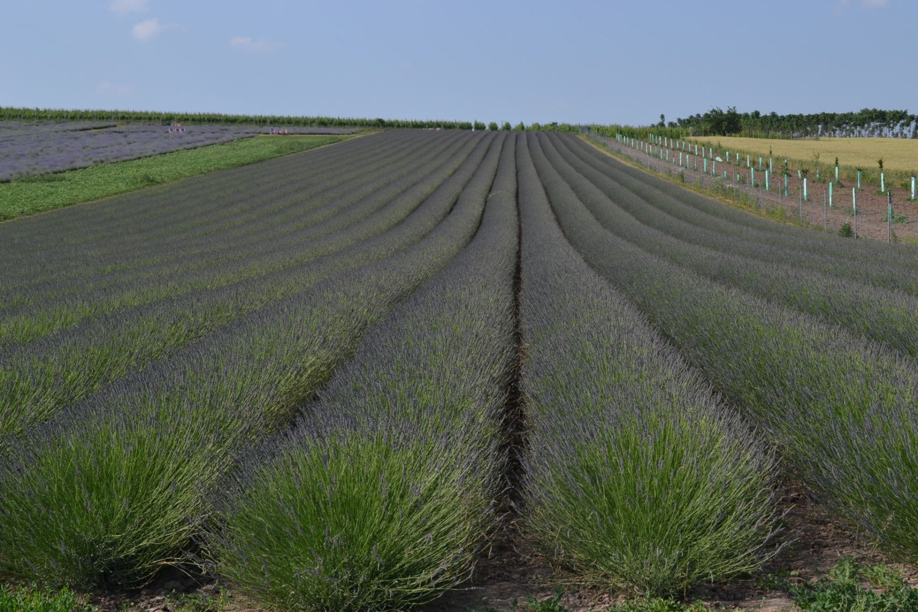 recreational property for sale, 200 m², Přítluky, Jihomoravský Region recreational property for sale, 200 m², Přítluky, Jihomoravský Region