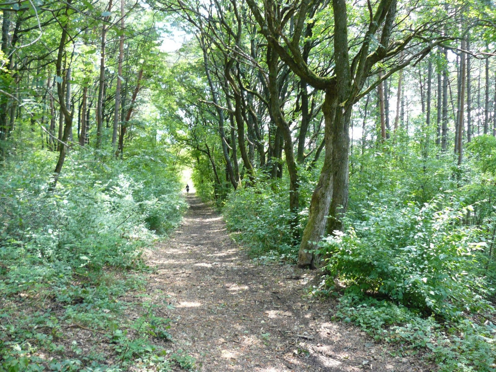 plot for sale, 13,139 m², Lubina, Trenčiansky Region plot for sale, 13,139 m², Lubina, Trenčiansky Region