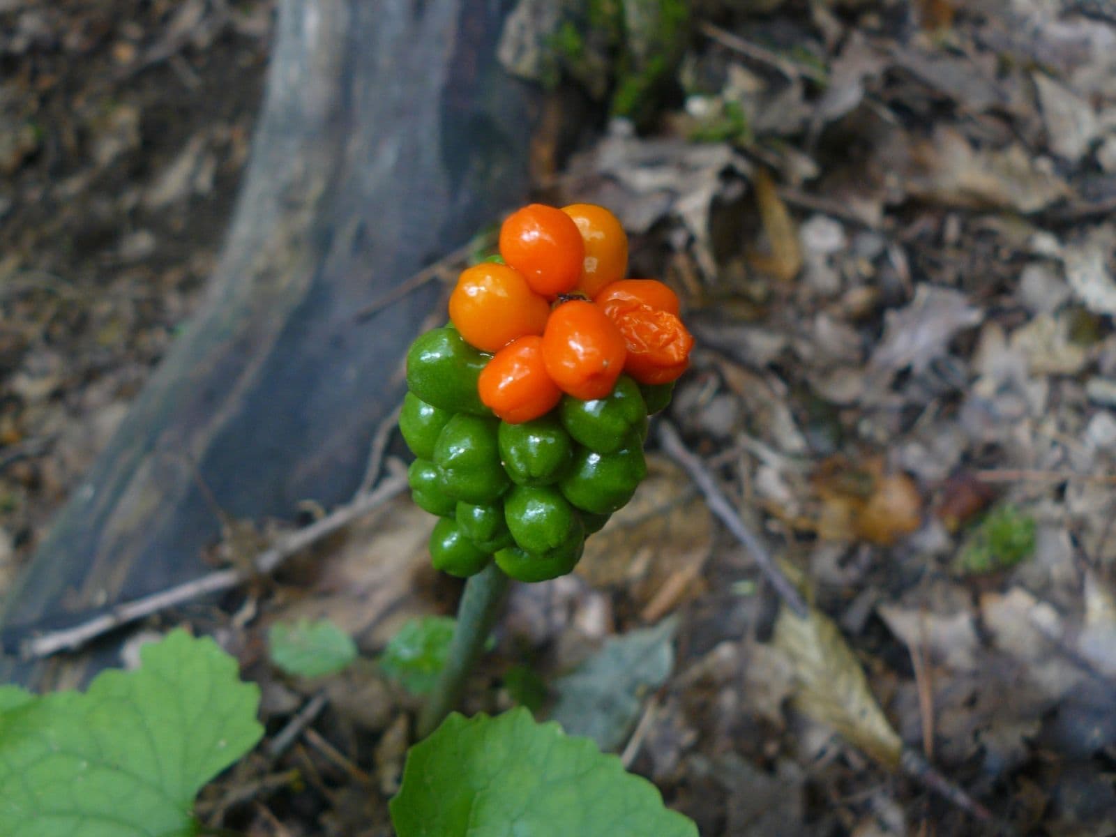 plot for sale, 13,139 m², Lubina, Trenčiansky Region plot for sale, 13,139 m², Lubina, Trenčiansky Region