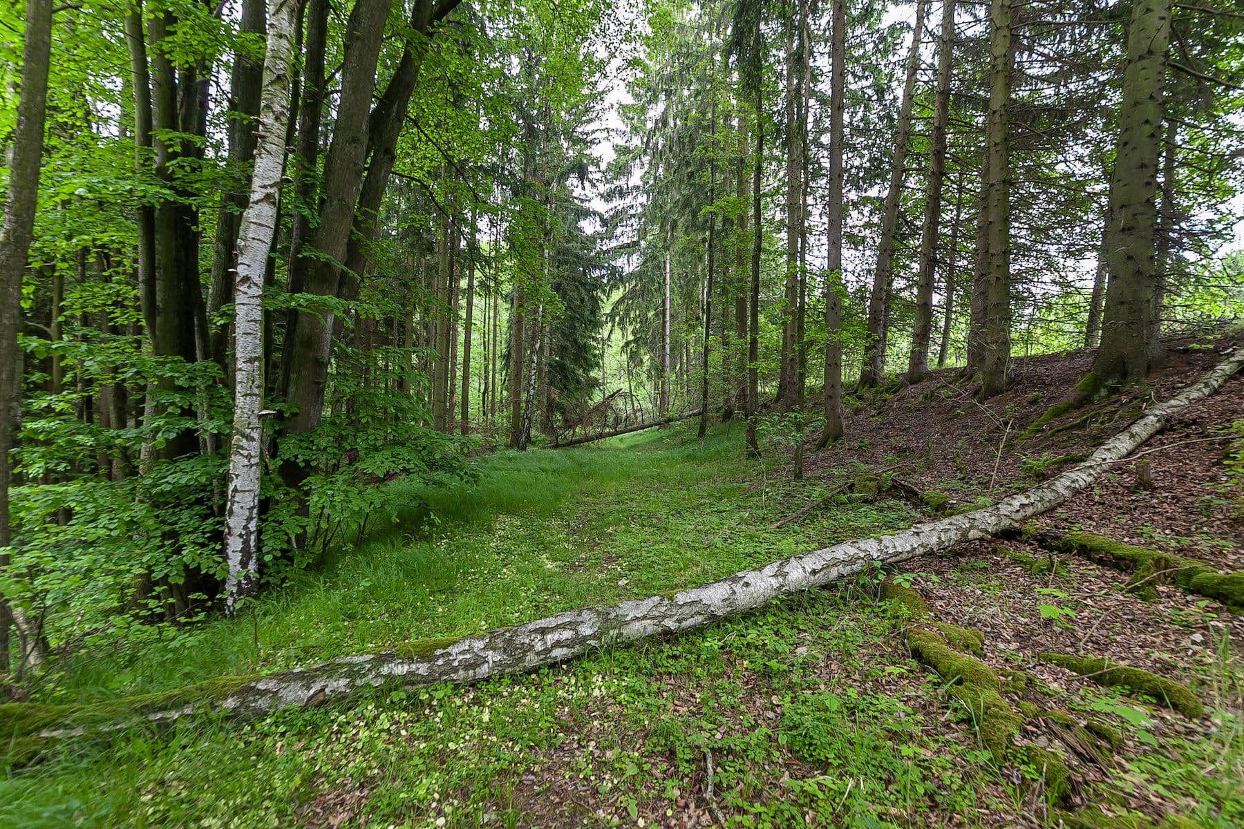 plot for sale, 14,573 m², Předlánce, Višňová, Liberecký Region plot for sale, 14,573 m², Předlánce, Višňová, Liberecký Region