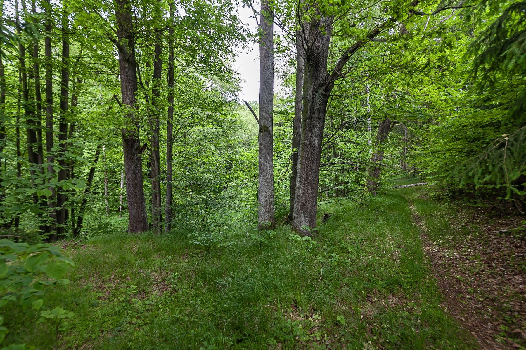 plot for sale, 14,573 m², Předlánce, Višňová, Liberecký Region plot for sale, 14,573 m², Předlánce, Višňová, Liberecký Region