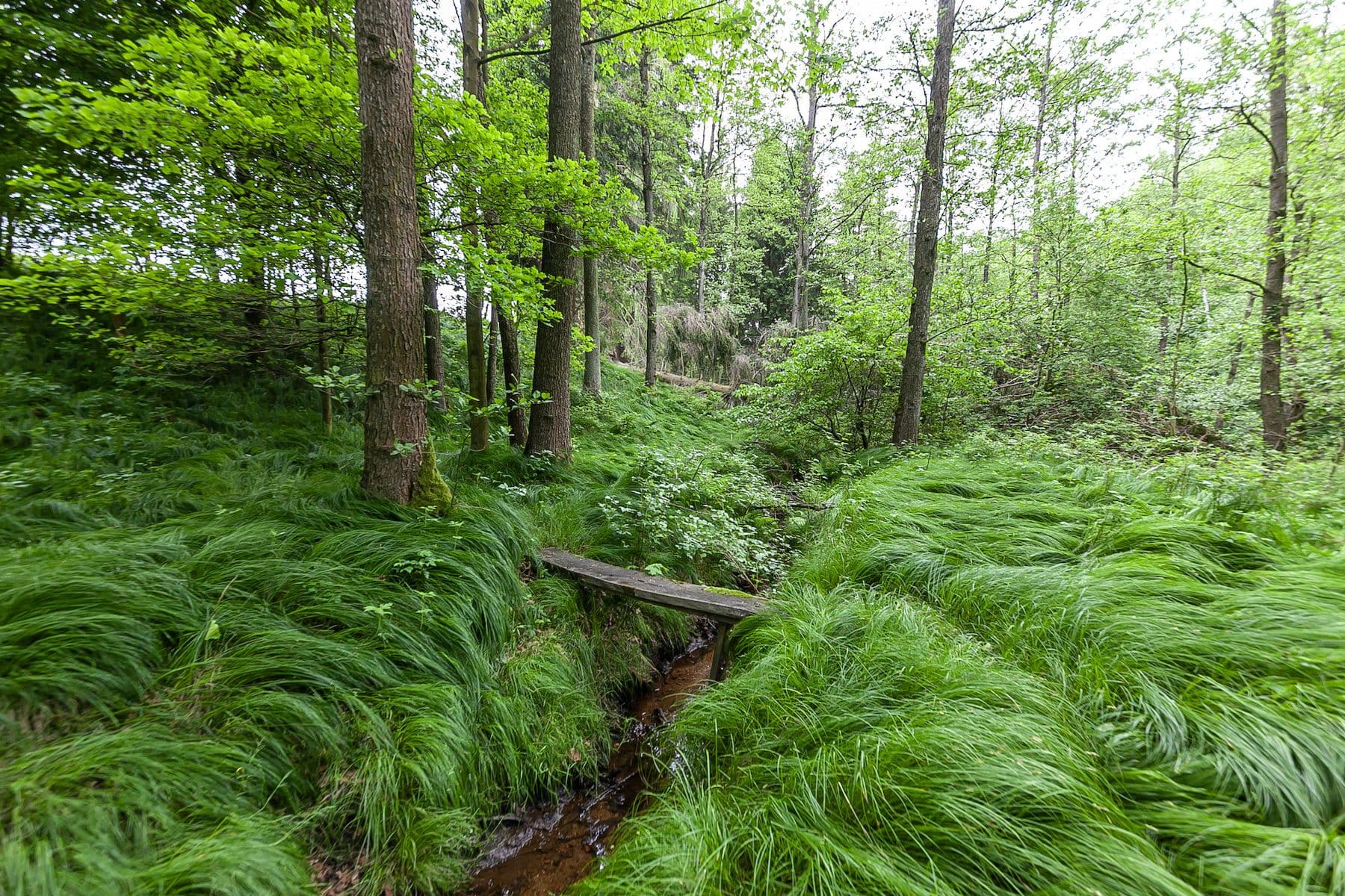 plot for sale, 14,573 m², Předlánce, Višňová, Liberecký Region plot for sale, 14,573 m², Předlánce, Višňová, Liberecký Region