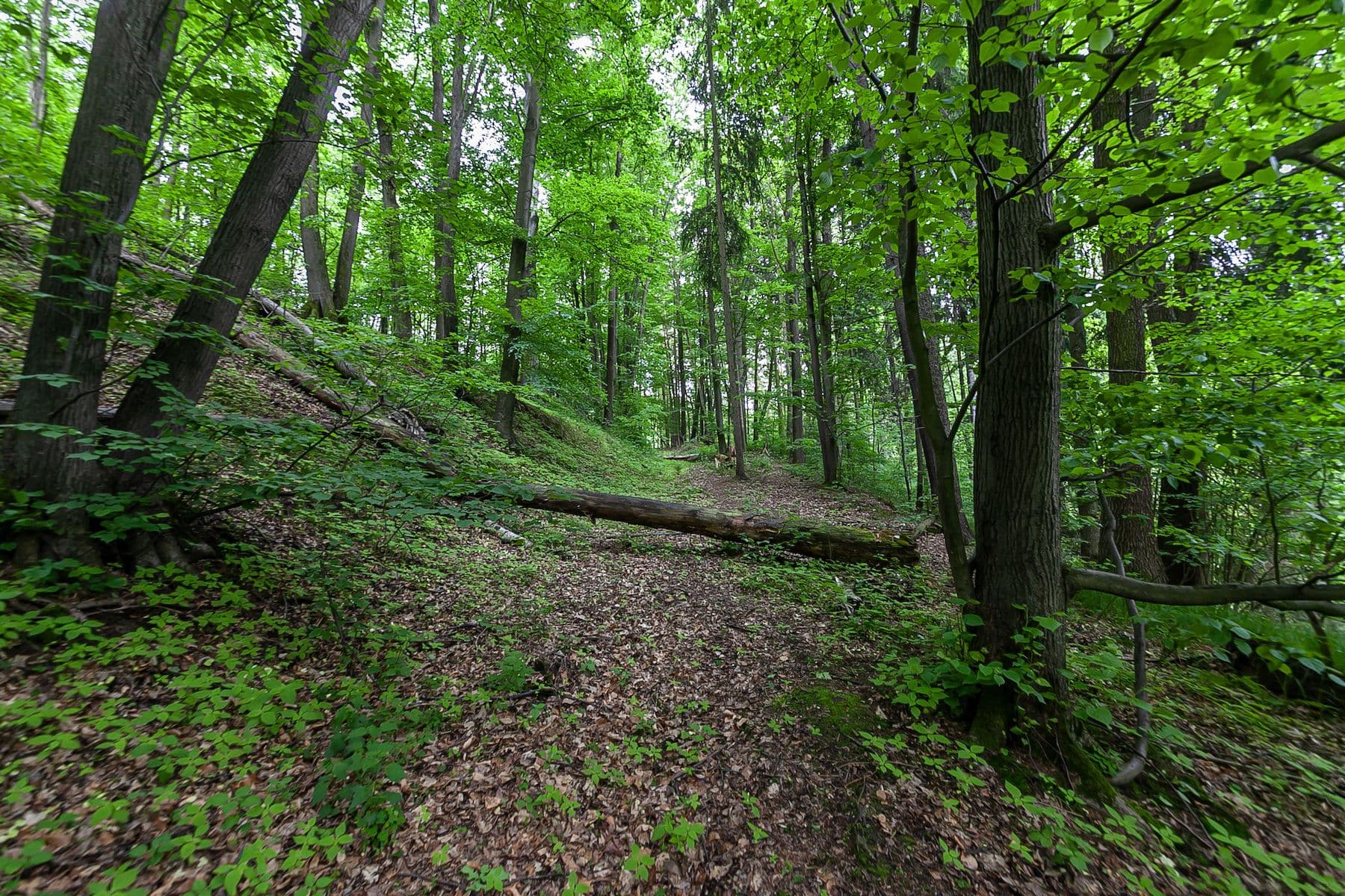 plot for sale, 33,624 m², Předlánce, Višňová, Liberecký Region plot for sale, 33,624 m², Předlánce, Višňová, Liberecký Region