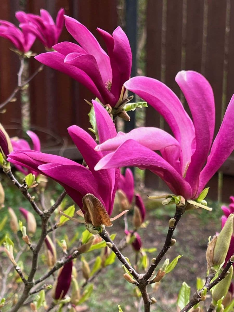 recreational property to rent, 0 m², Okounov, Ústecký Region recreational property to rent, 0 m², Okounov, Ústecký Region