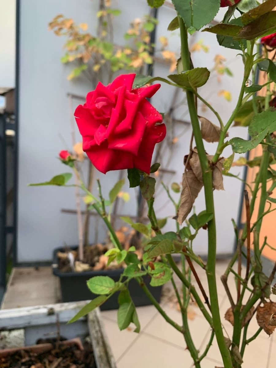 1 bedroom with open-plan kitchen flat to rent, 48 m², Werichova, Prague, Prague 1 bedroom with open-plan kitchen flat to rent, 48 m², Werichova, Prague, Prague