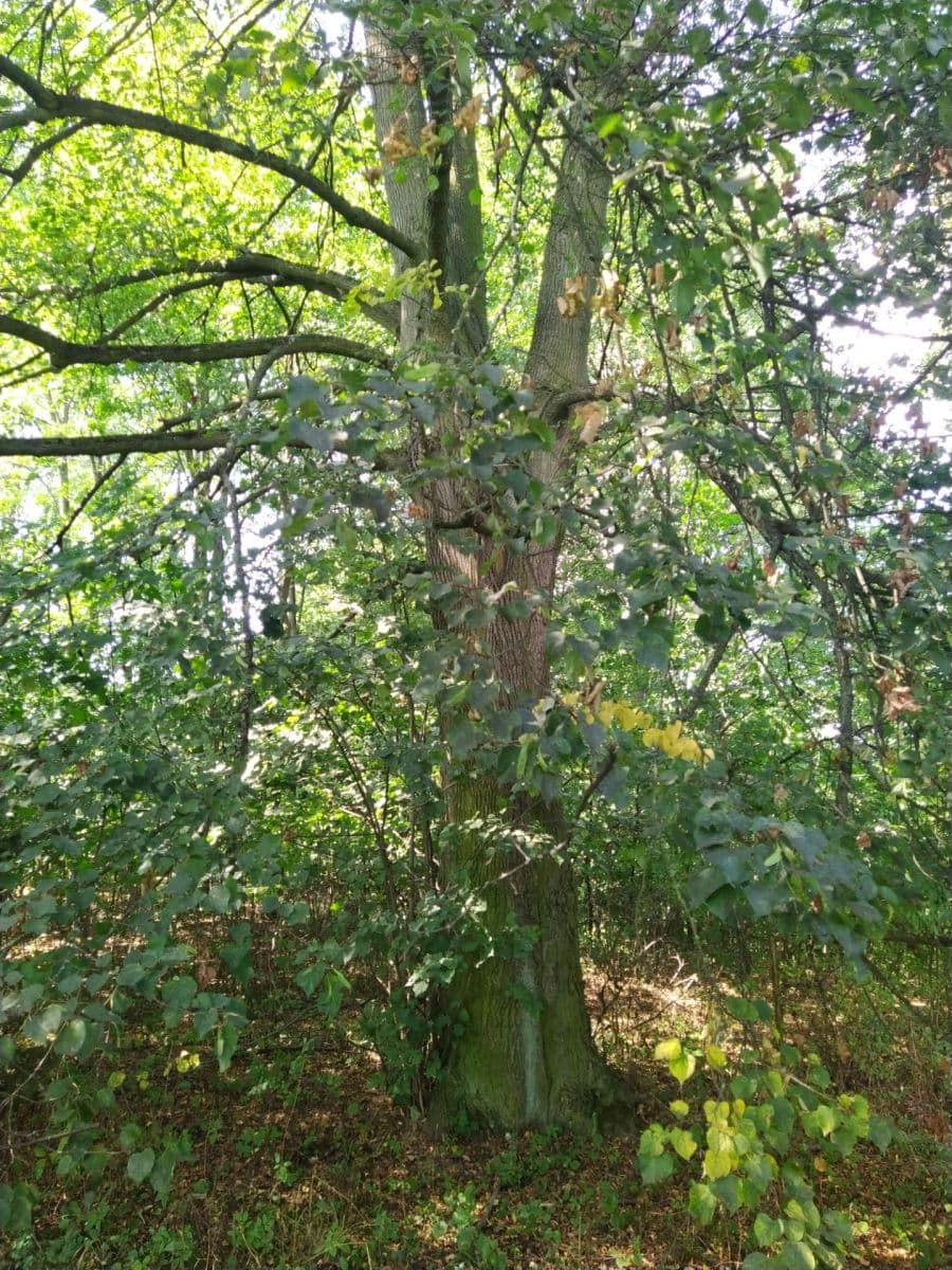 plot for sale, 4,902 m², Moravská Třebová, Pardubický Region plot for sale, 4,902 m², Moravská Třebová, Pardubický Region