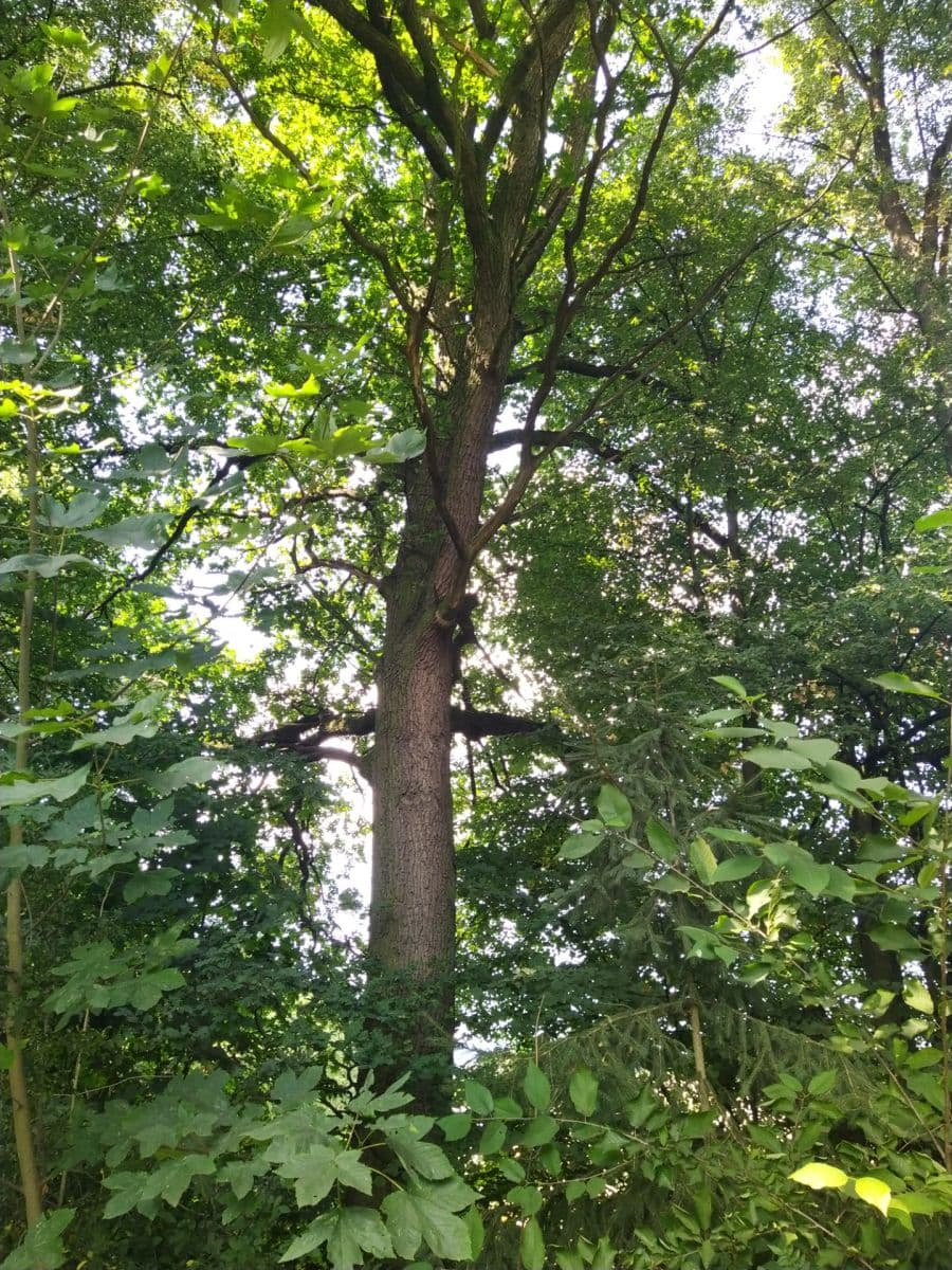 plot for sale, 4,902 m², Moravská Třebová, Pardubický Region plot for sale, 4,902 m², Moravská Třebová, Pardubický Region