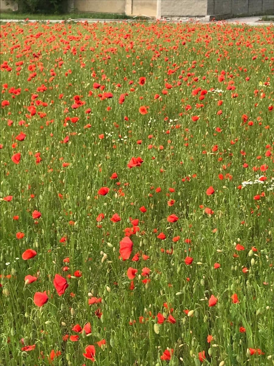 plot for sale, 962 m², Záhumenní, Slavkov, Moravskoslezský Region plot for sale, 962 m², Záhumenní, Slavkov, Moravskoslezský Region