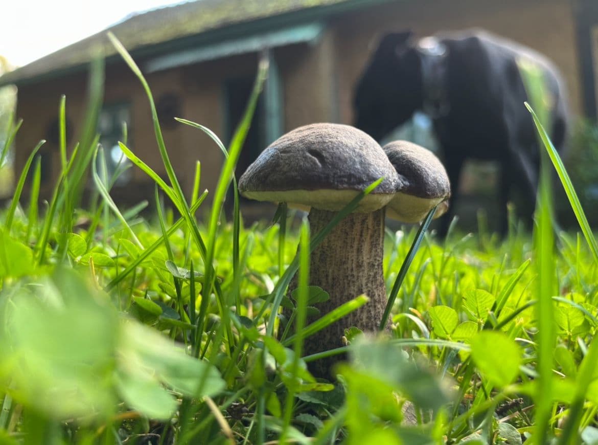 recreational property for sale, 720 m², Trhová Kamenice, Pardubický Region recreational property for sale, 720 m², Trhová Kamenice, Pardubický Region