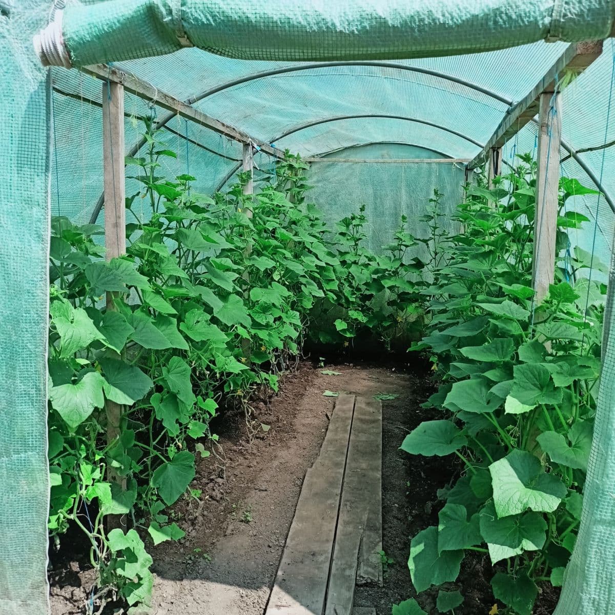 recreational property for sale, 800 m², Velemín, Ústecký Region recreational property for sale, 800 m², Velemín, Ústecký Region