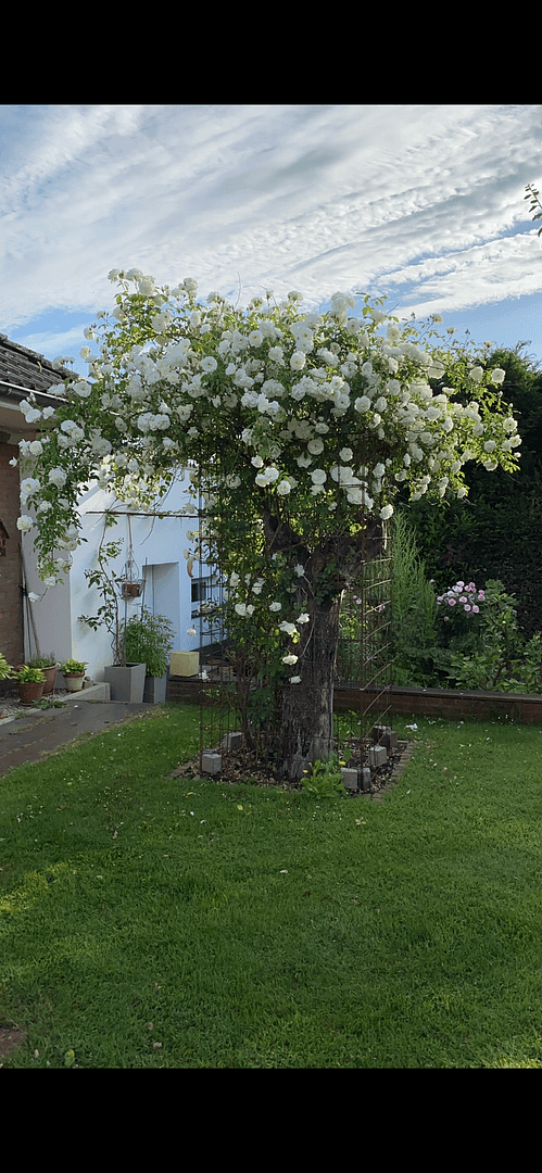 house for sale, 170 m², Hamminkeln, North Rhine-Westphalia house for sale, 170 m², Hamminkeln, North Rhine-Westphalia