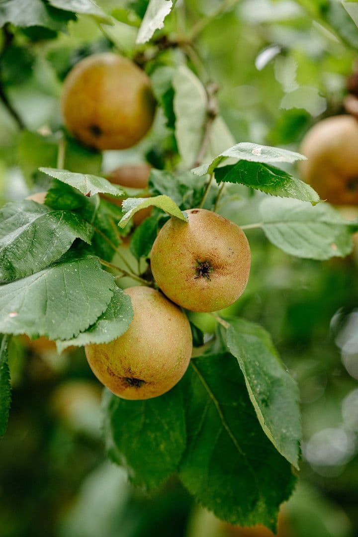 house for sale, 547 m², Munster, Lower Saxony house for sale, 547 m², Munster, Lower Saxony