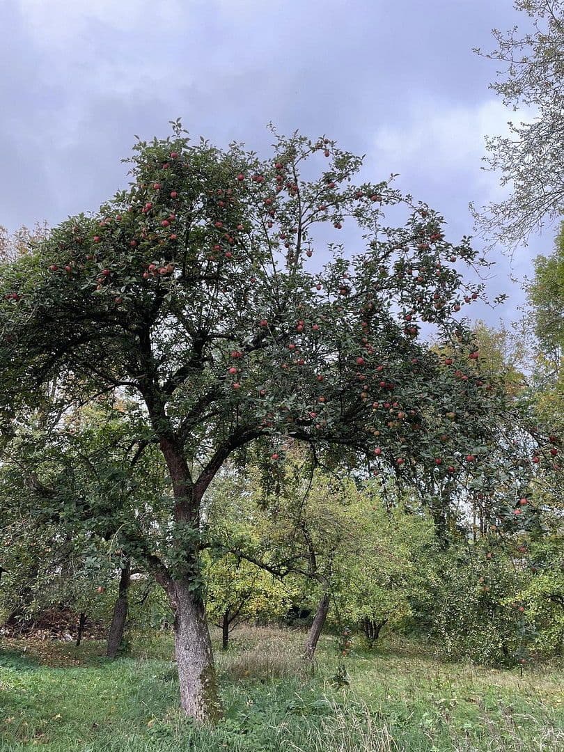 house for sale, 369 m², Harztor, Thuringia house for sale, 369 m², Harztor, Thuringia