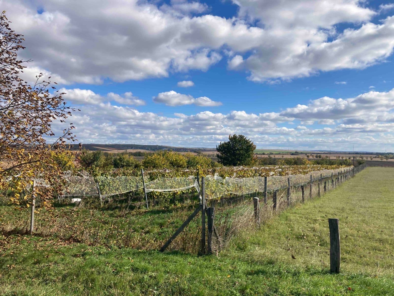 plot for sale, 5,111 m², Šakvice, Jihomoravský Region plot for sale, 5,111 m², Šakvice, Jihomoravský Region