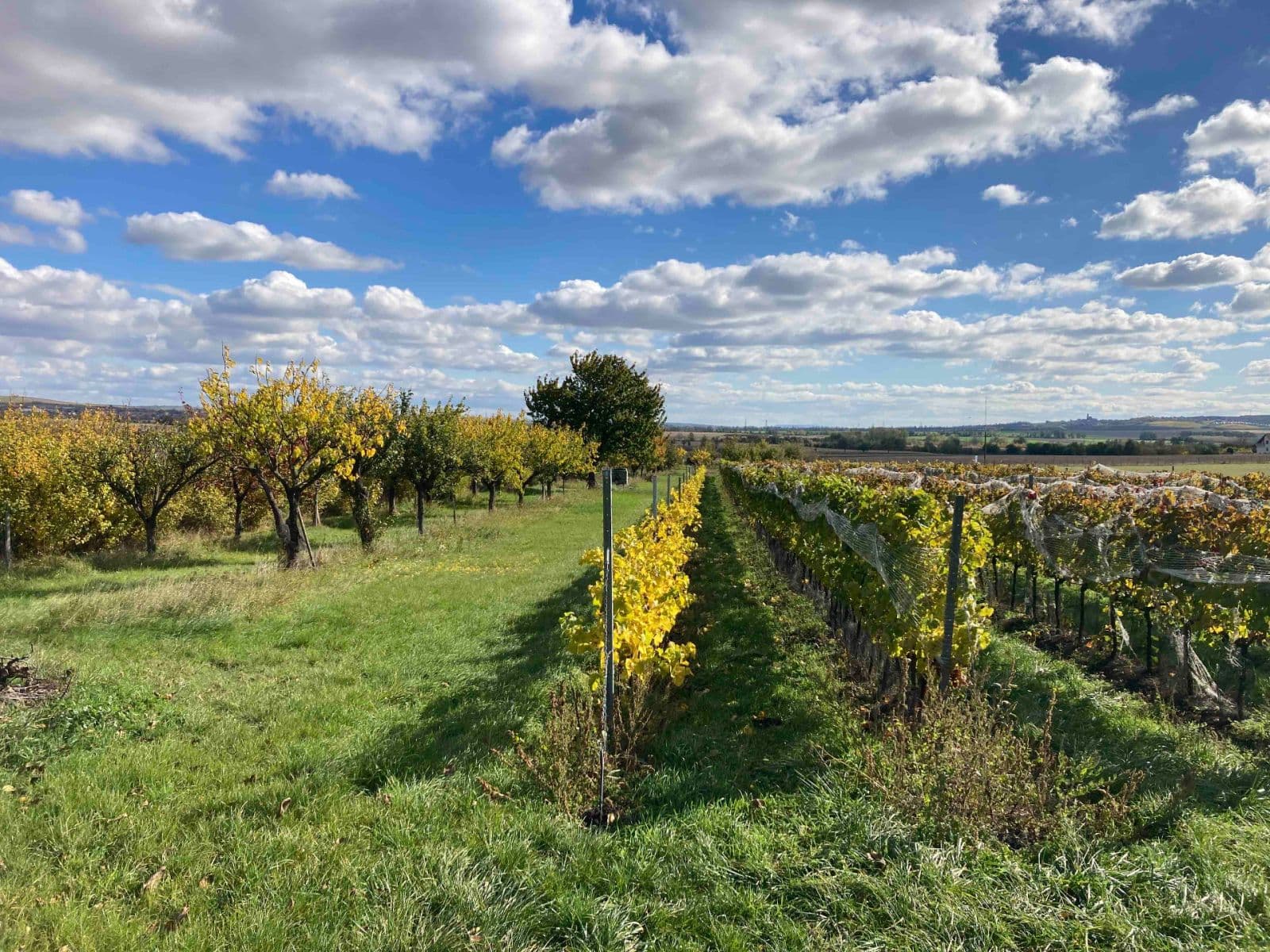 plot for sale, 5,111 m², Šakvice, Jihomoravský Region plot for sale, 5,111 m², Šakvice, Jihomoravský Region