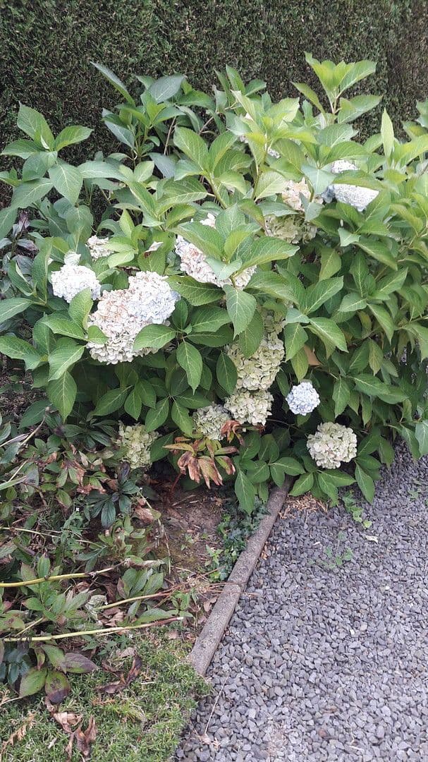 house for sale, 250 m², Waldbröl, North Rhine-Westphalia house for sale, 250 m², Waldbröl, North Rhine-Westphalia