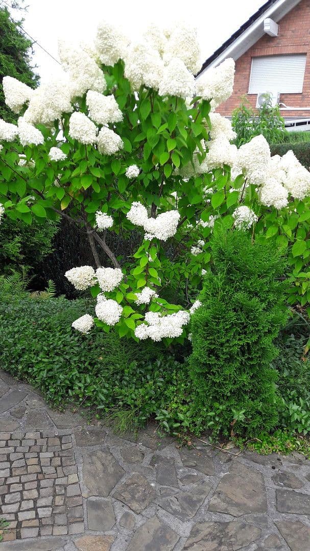 house for sale, 250 m², Waldbröl, North Rhine-Westphalia house for sale, 250 m², Waldbröl, North Rhine-Westphalia