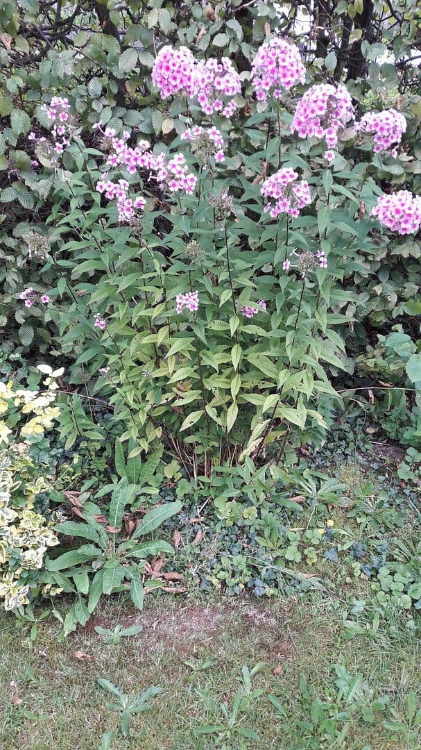 house for sale, 250 m², Waldbröl, North Rhine-Westphalia house for sale, 250 m², Waldbröl, North Rhine-Westphalia