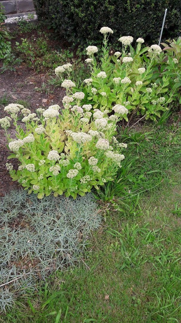 house for sale, 250 m², Waldbröl, North Rhine-Westphalia house for sale, 250 m², Waldbröl, North Rhine-Westphalia