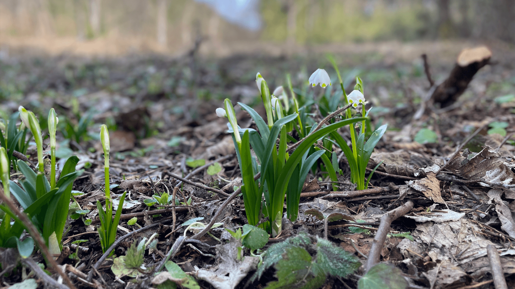 plot for sale, 2,300 m², Hluboká nad Vltavou, Jihočeský Region plot for sale, 2,300 m², Hluboká nad Vltavou, Jihočeský Region