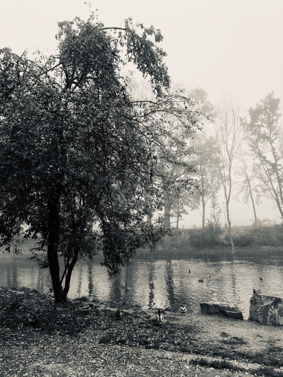 1 bedroom with open-plan kitchen flat to rent, 57 m², Generála Šišky, Prague, Prague 1 bedroom with open-plan kitchen flat to rent, 57 m², Generála Šišky, Prague, Prague