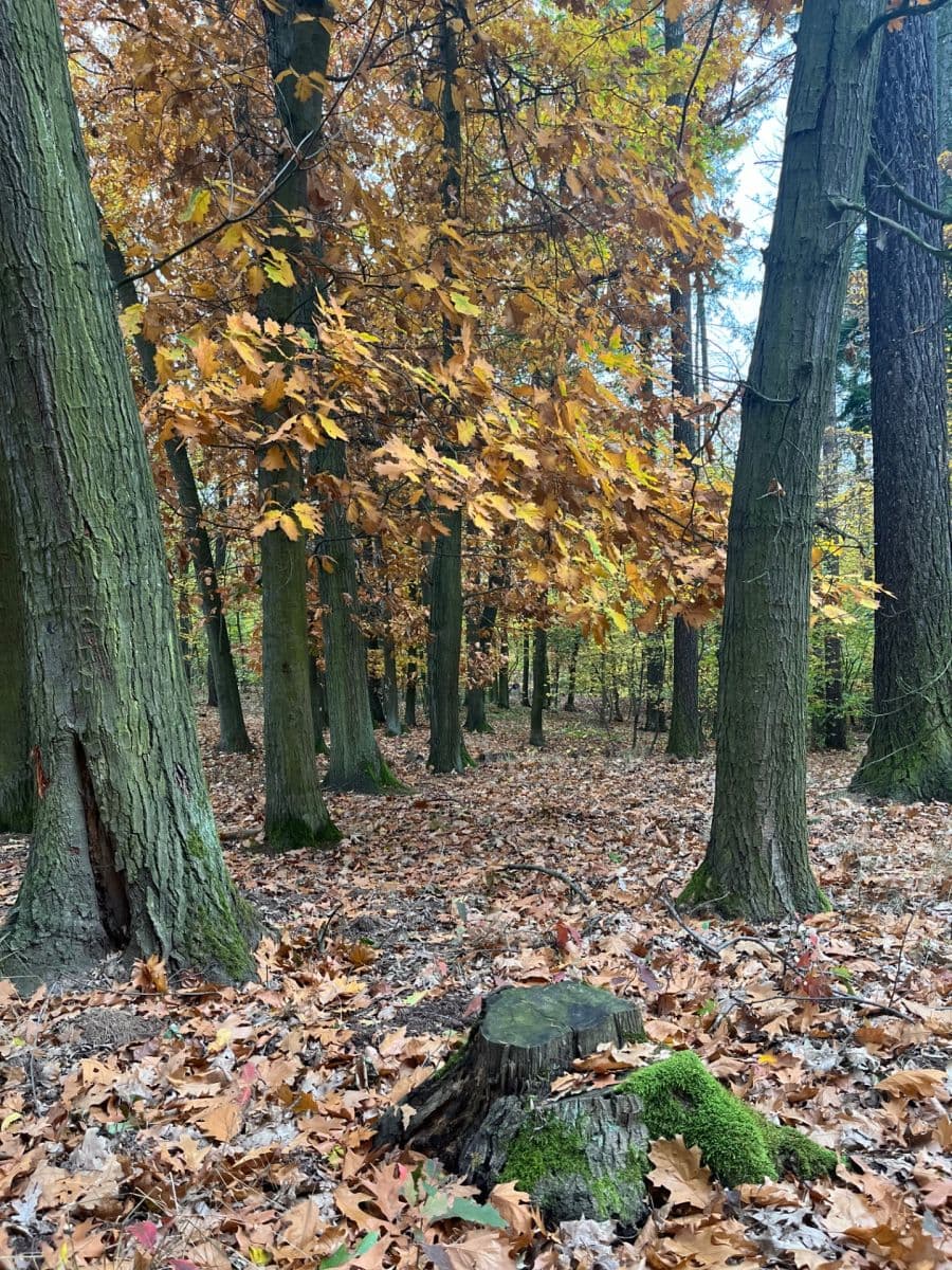 1 bedroom with open-plan kitchen flat to rent, 57 m², Generála Šišky, Prague, Prague 1 bedroom with open-plan kitchen flat to rent, 57 m², Generála Šišky, Prague, Prague