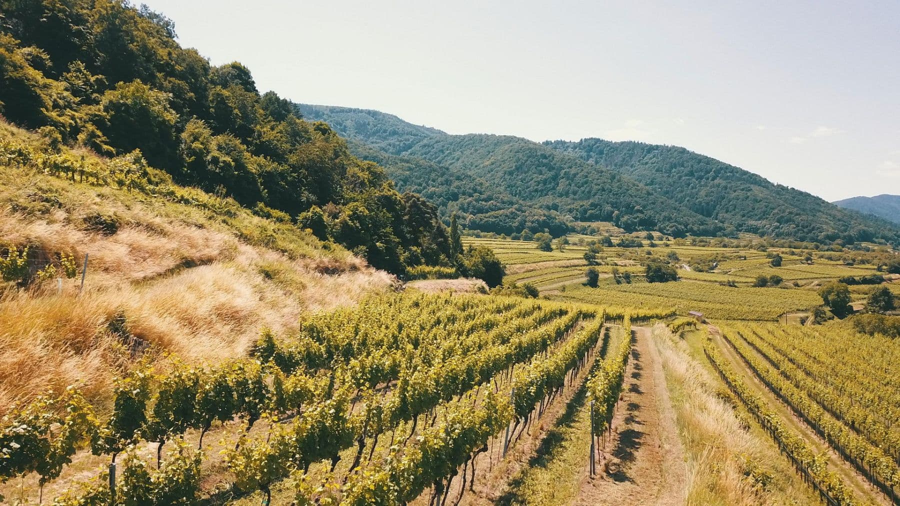 plot for sale, 3,596 m², Mitterarnsdorf, Lower Austria plot for sale, 3,596 m², Mitterarnsdorf, Lower Austria