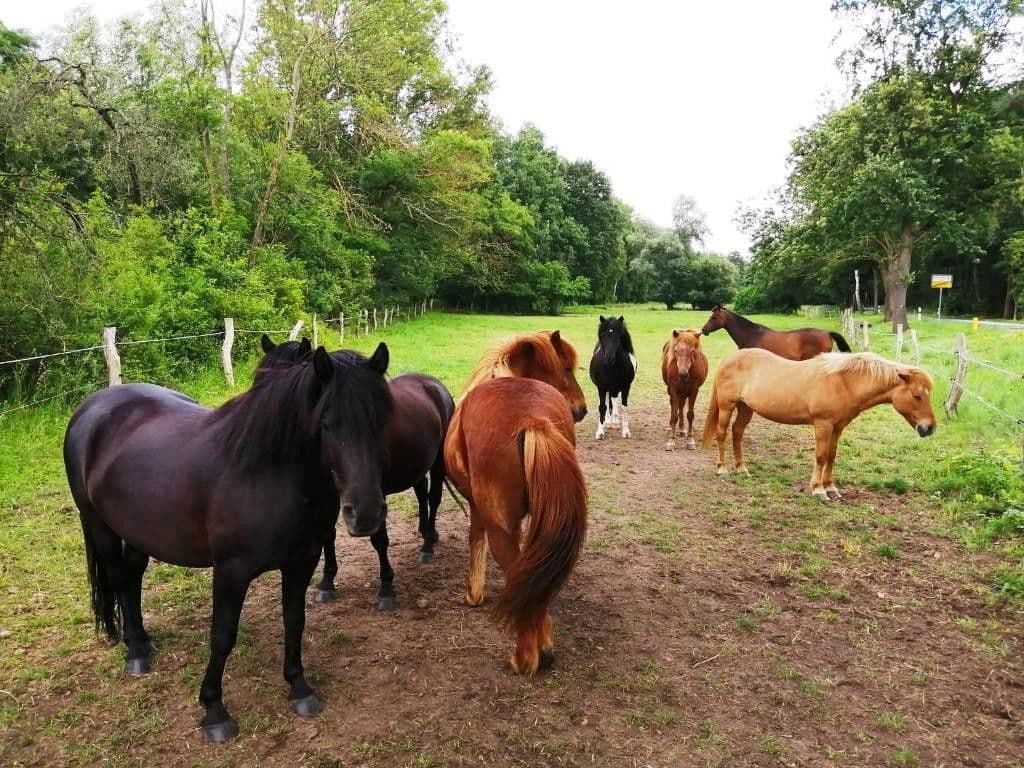 house for sale, 152 m², Rietz-Neuendorf, Brandenburg house for sale, 152 m², Rietz-Neuendorf, Brandenburg