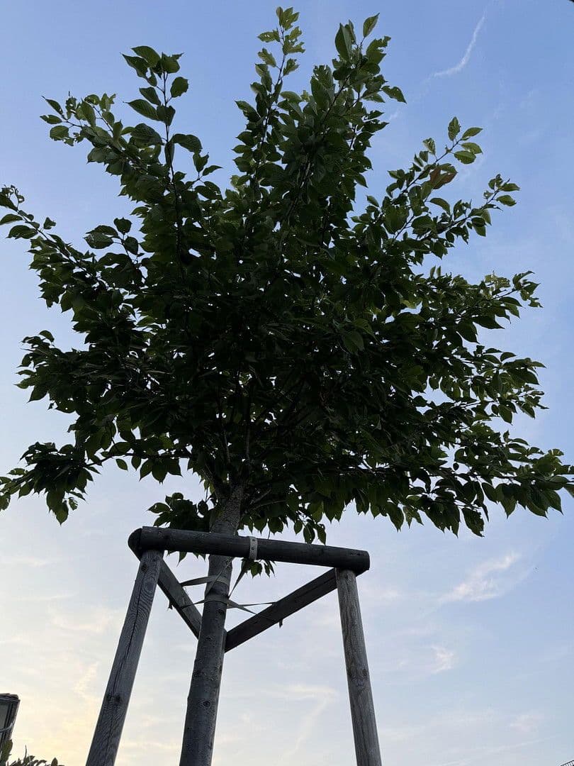 house for sale, 202 m², Calw, Baden-Württemberg house for sale, 202 m², Calw, Baden-Württemberg