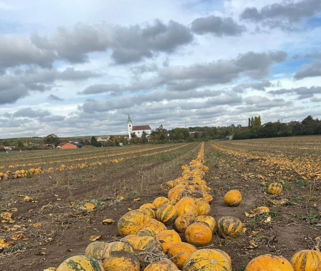 plot for sale, 1,031 m², Im Eislauf, Unterretzbach, Lower Austria plot for sale, 1,031 m², Im Eislauf, Unterretzbach, Lower Austria