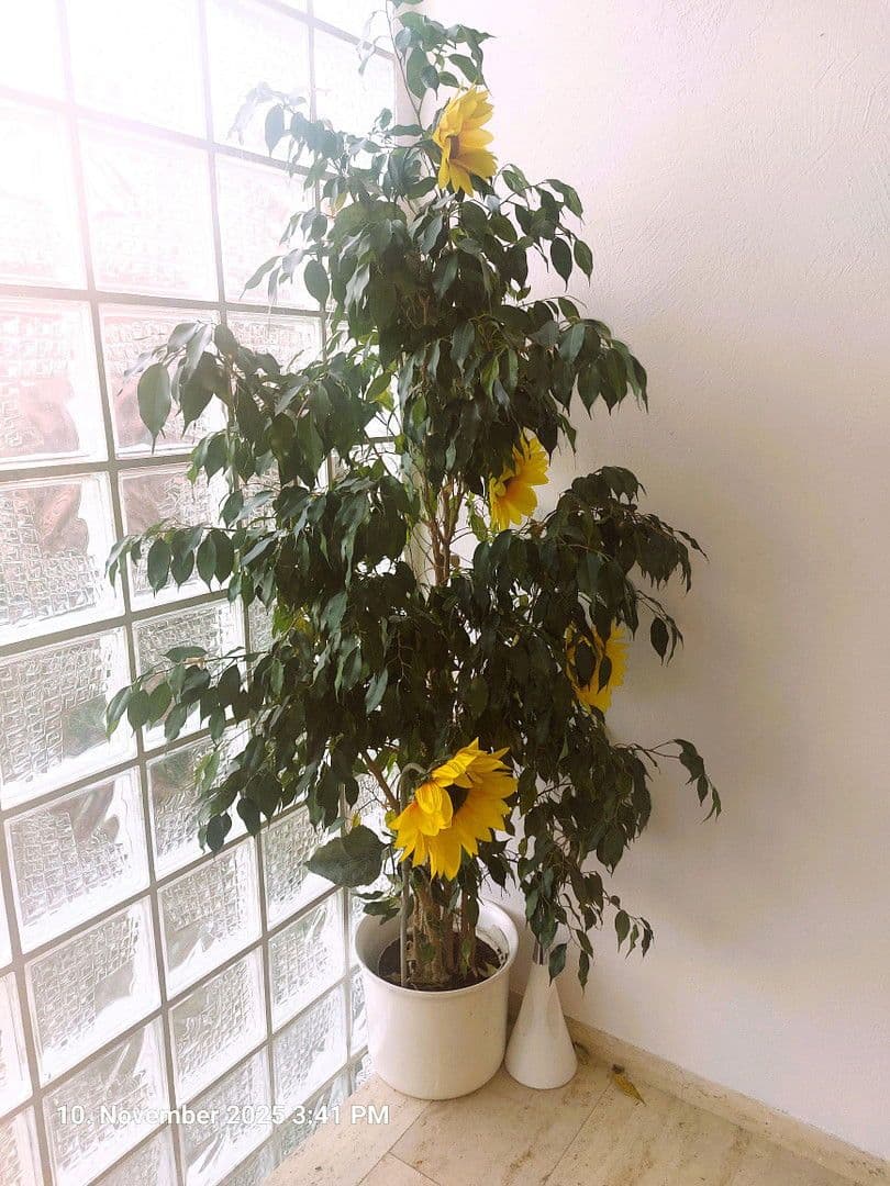 2 bedroom flat to rent, 63 m², iffeldorf, Bavaria 2 bedroom flat to rent, 63 m², iffeldorf, Bavaria