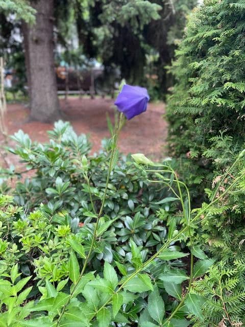 house for sale, 90 m², Berlin, Berlin house for sale, 90 m², Berlin, Berlin