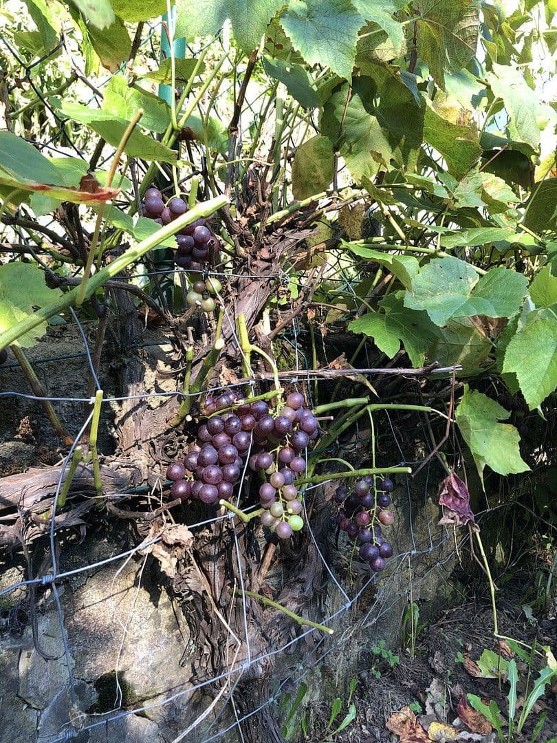 house for sale, 263 m², Wildschapbachstraße 6, Bad Rippoldsau-Schapbach, Baden-Württemberg house for sale, 263 m², Wildschapbachstraße 6, Bad Rippoldsau-Schapbach, Baden-Württemberg