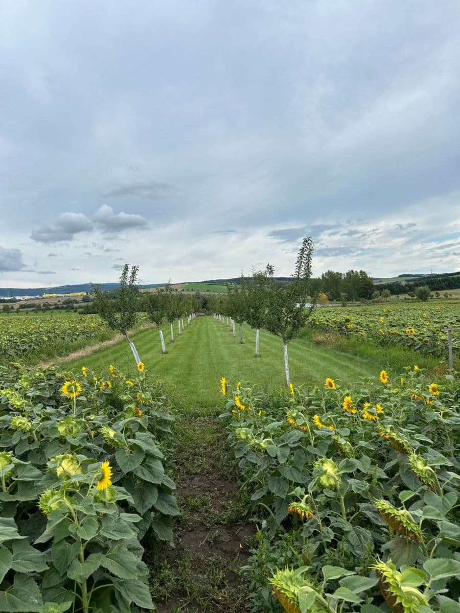 plot for sale, 2,899 m², Dolní Němčí, Zlínský Region plot for sale, 2,899 m², Dolní Němčí, Zlínský Region