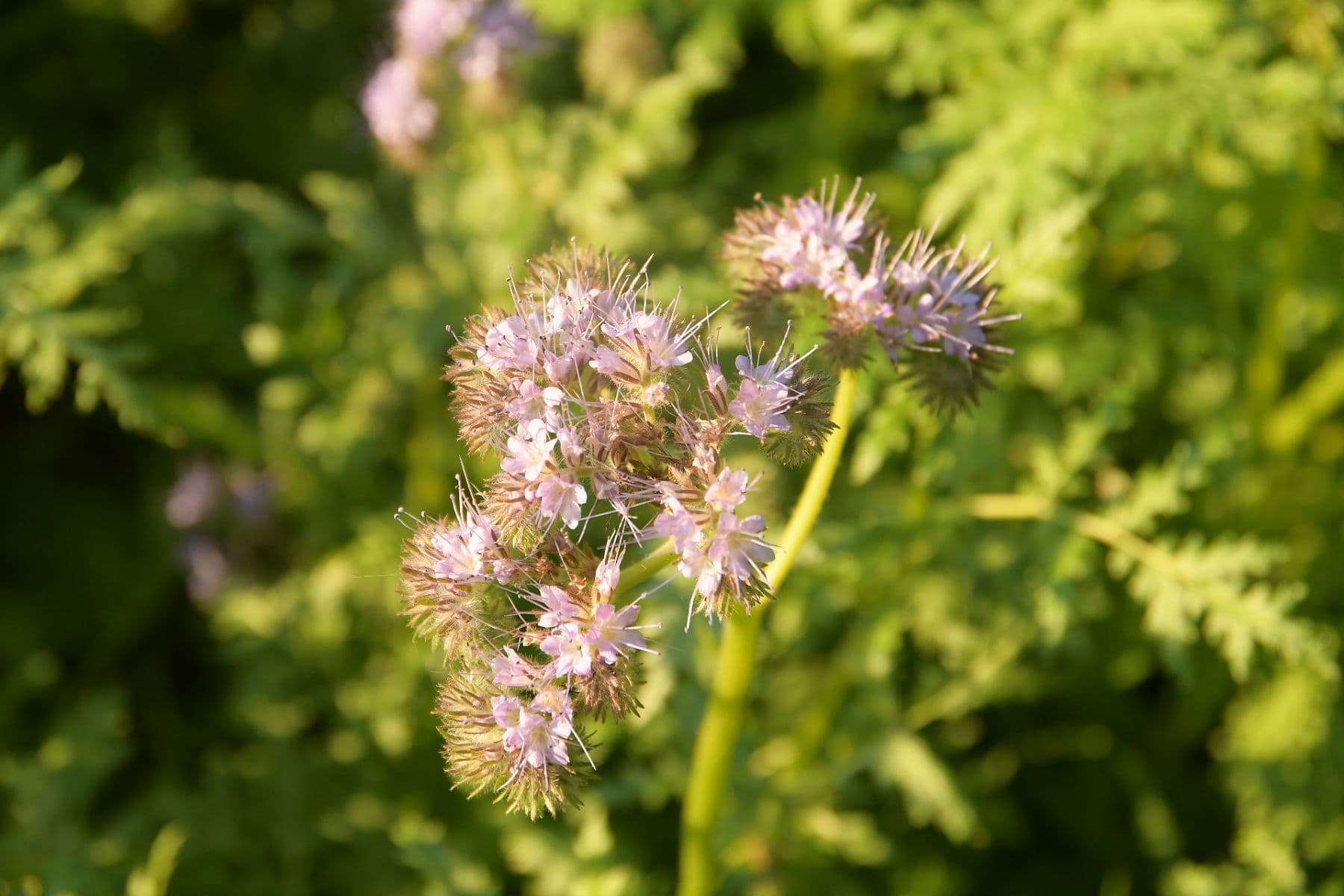 plot for sale, 19,000 m², Heřmaničky, Středočeský Region plot for sale, 19,000 m², Heřmaničky, Středočeský Region