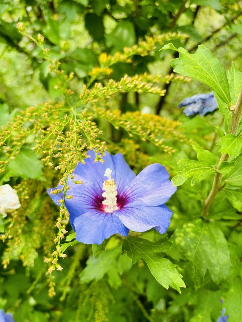 plot for sale, 701 m², Lohrberg, Seckbach, Frankfurt am Main, Hesse plot for sale, 701 m², Lohrberg, Seckbach, Frankfurt am Main, Hesse