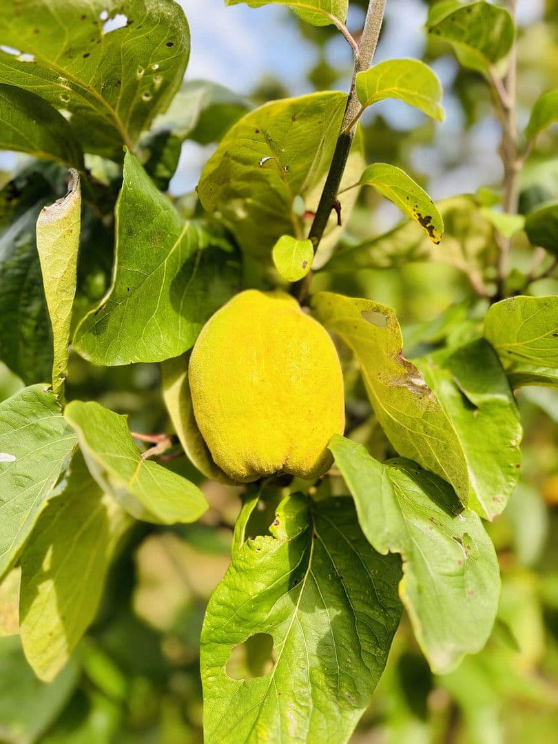 plot for sale, 701 m², Lohrberg, Seckbach, Frankfurt am Main, Hesse plot for sale, 701 m², Lohrberg, Seckbach, Frankfurt am Main, Hesse