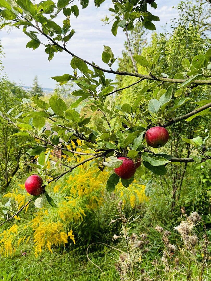 plot for sale, 701 m², Lohrberg, Seckbach, Frankfurt am Main, Hesse plot for sale, 701 m², Lohrberg, Seckbach, Frankfurt am Main, Hesse