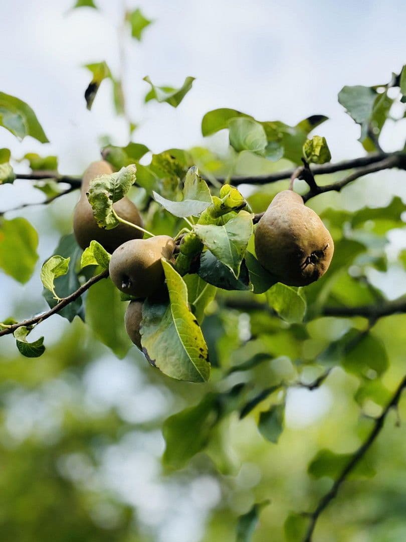 plot for sale, 701 m², Lohrberg, Seckbach, Frankfurt am Main, Hesse plot for sale, 701 m², Lohrberg, Seckbach, Frankfurt am Main, Hesse