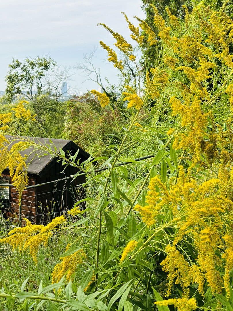 plot for sale, 701 m², Lohrberg, Seckbach, Frankfurt am Main, Hesse plot for sale, 701 m², Lohrberg, Seckbach, Frankfurt am Main, Hesse