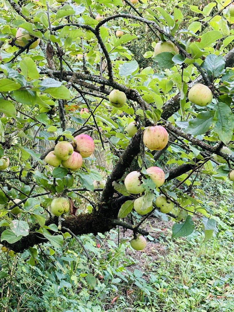 plot for sale, 701 m², Lohrberg, Seckbach, Frankfurt am Main, Hesse plot for sale, 701 m², Lohrberg, Seckbach, Frankfurt am Main, Hesse