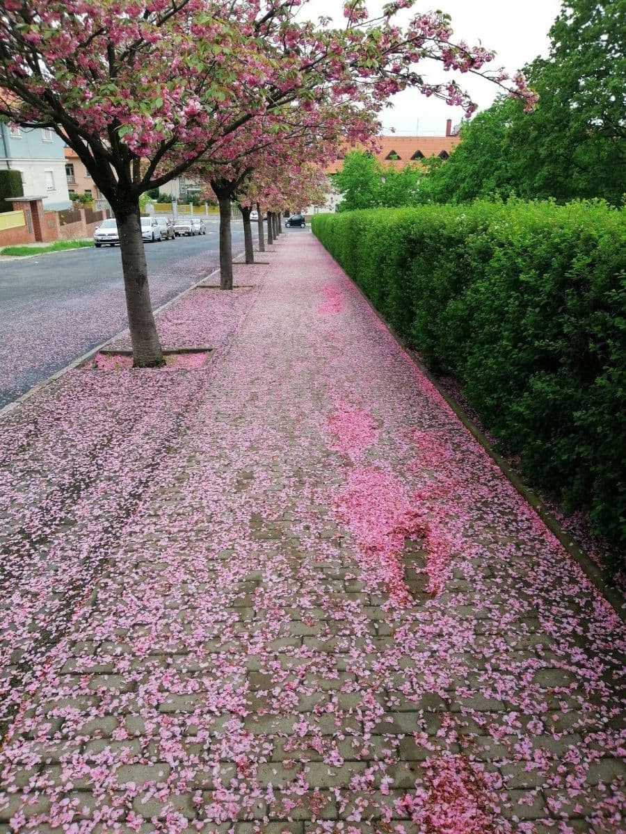 2 bedroom flat to rent, 62 m², Macharovo náměstí, Prague, Prague 2 bedroom flat to rent, 62 m², Macharovo náměstí, Prague, Prague